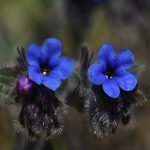 Alkanet Flowers
